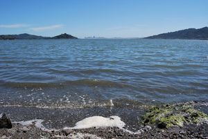 A water-level image of sewage pollution in Richardson Bay