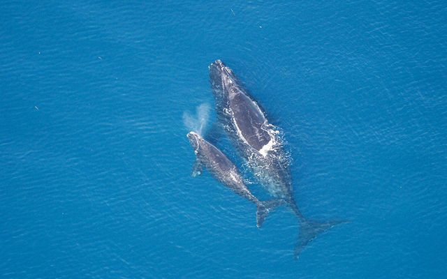 An aerial view of a right whale and her calf swim off the coast of Georgia in the Atlantic Ocean. 