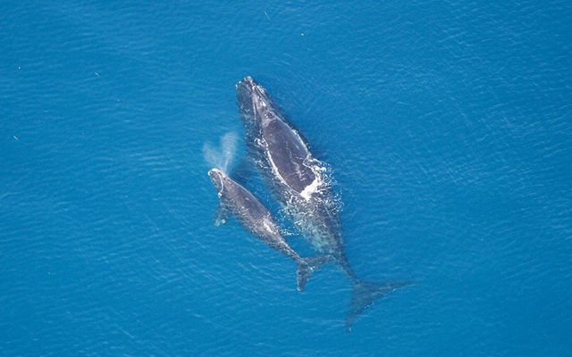 Critically endangered right whale with calf swims in the ocean.