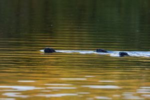 Three river otters swim in a pond in golden sunlight.