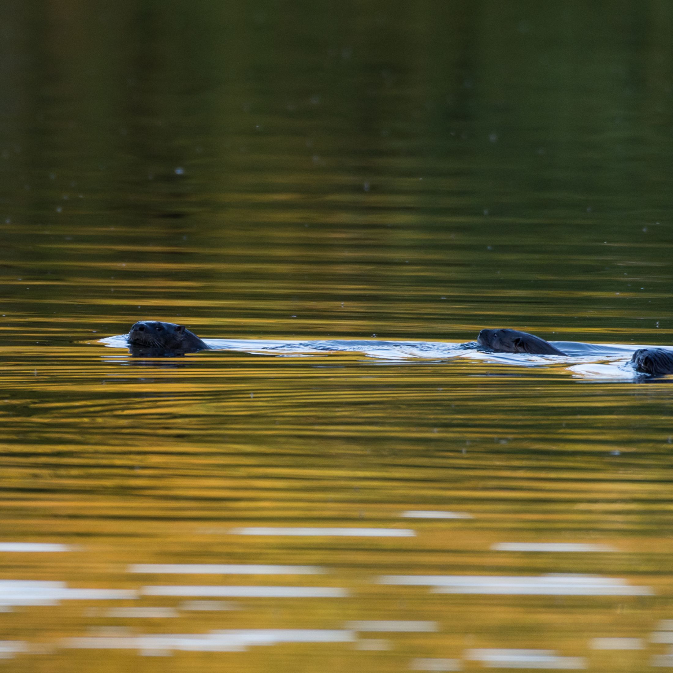Three otters swimming in a pond that is yellow from reflected light. 