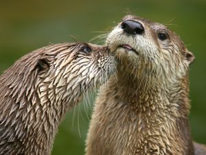 Two river otters emerge from brown water.