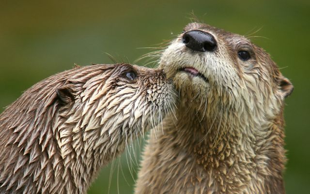 Two wet river otters nuzzle each other.
