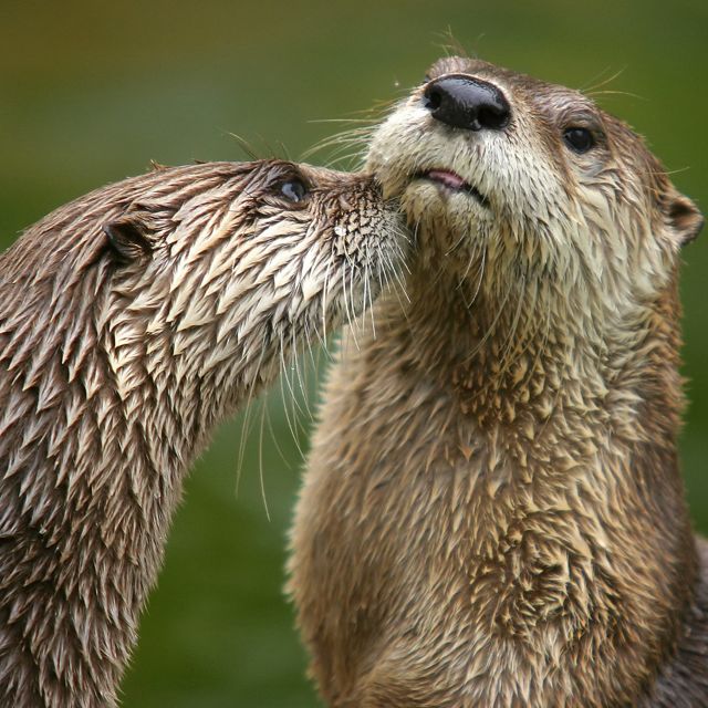 Two otters cozying up together.