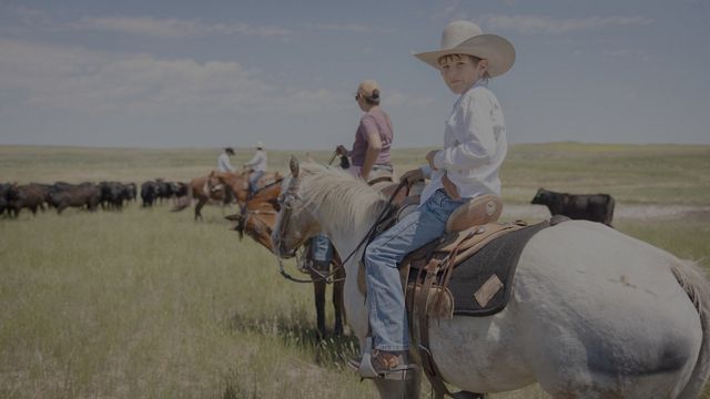 A young boy sits atop a horse and looks over his shoulder while three adults on horseback herd cattle in a wide grassy landscape.