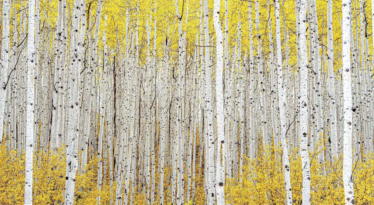 White aspen trees with yellow leaves in the fall.