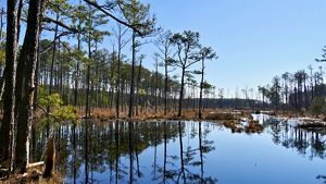 Tall, widely spaced pine trees grow in rows along the edge of a creek in a wetland. The still flat water reflects the blue sky and trees. Dead snags stand in the background.