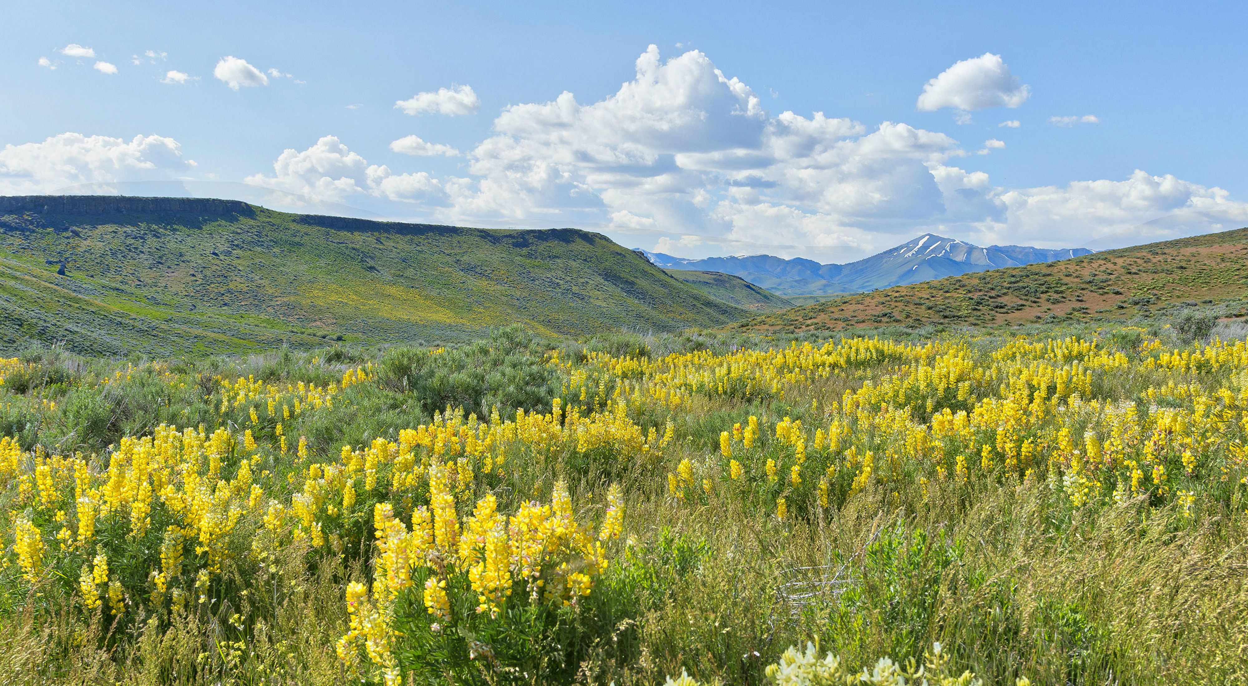 Yellow flowers bloom in an open mountain meadow. Snow capped mountain peaks rise in the background under white puffy clouds.