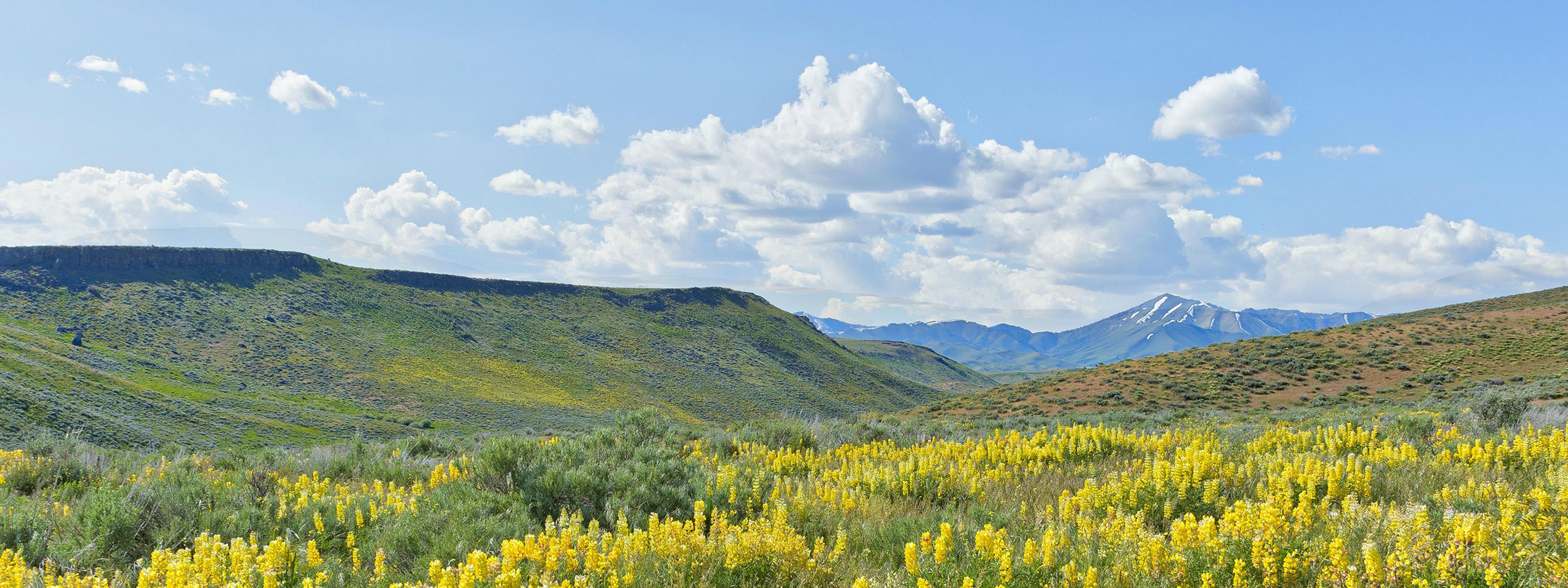 Sweeping landscape view of a field of yellow wildflowers growing in a valley, with mountains in the background.