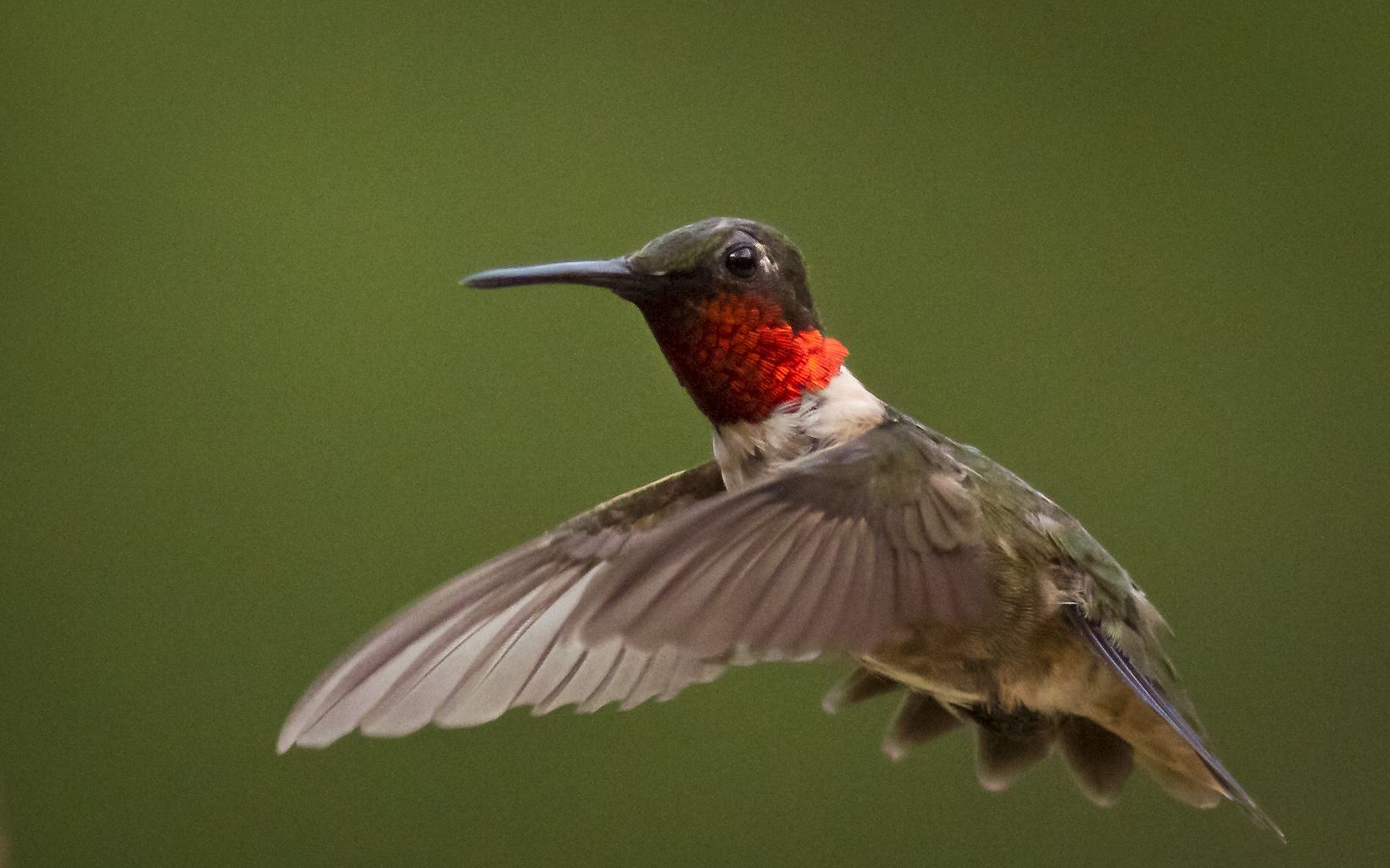 A small hummingbird in flight.