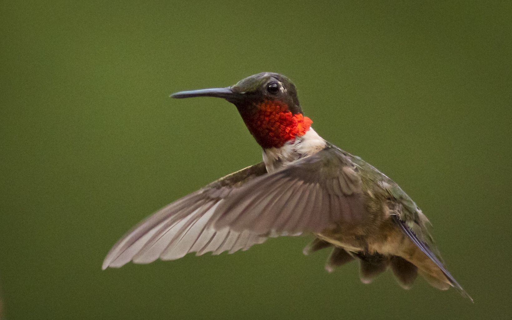 Ruby-throated hummingbird Plant red, orange and purple tubular flowers such as columbine, cardinal flower and wild bergamot to attract the lovely ruby-throated hummingbird. © Kent Mason