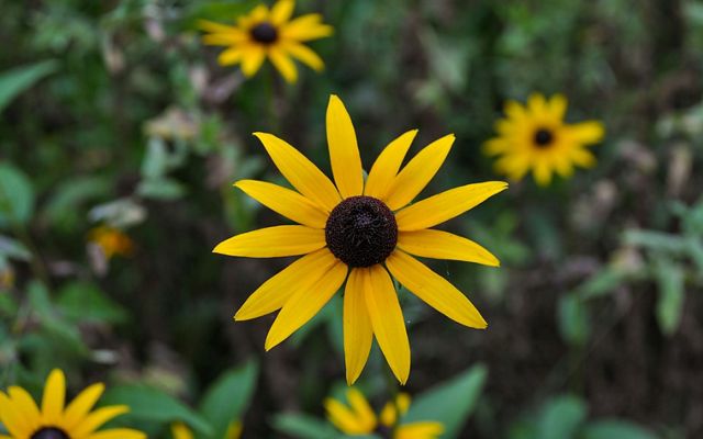 Yellow flower with long petals and brown round center. 