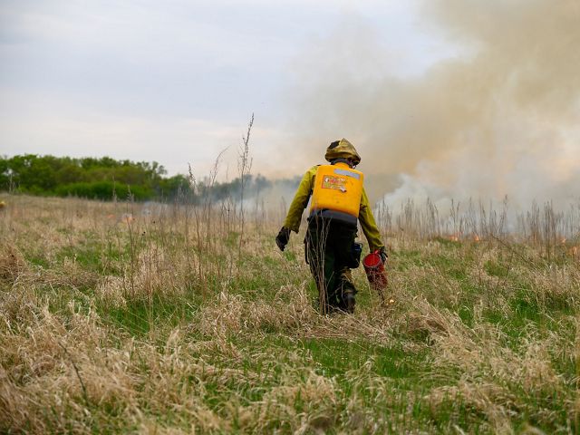 A fire technician pictured from behind holding a drip torch to a patch of grass.