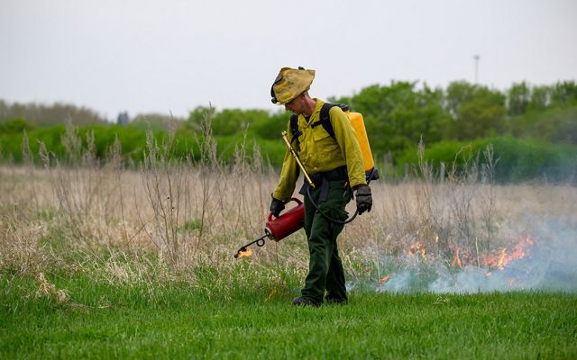 A person using a drip torch for a prescribed burn.