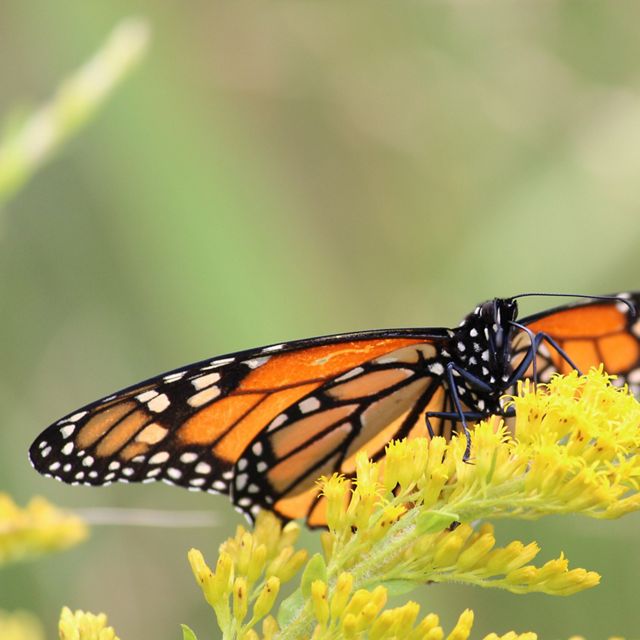 Close-up of a monarch butterfly on a bright, yellow goldenrod plant.