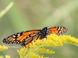 Close-up of a monarch butterfly on a bright, yellow goldenrod plant.