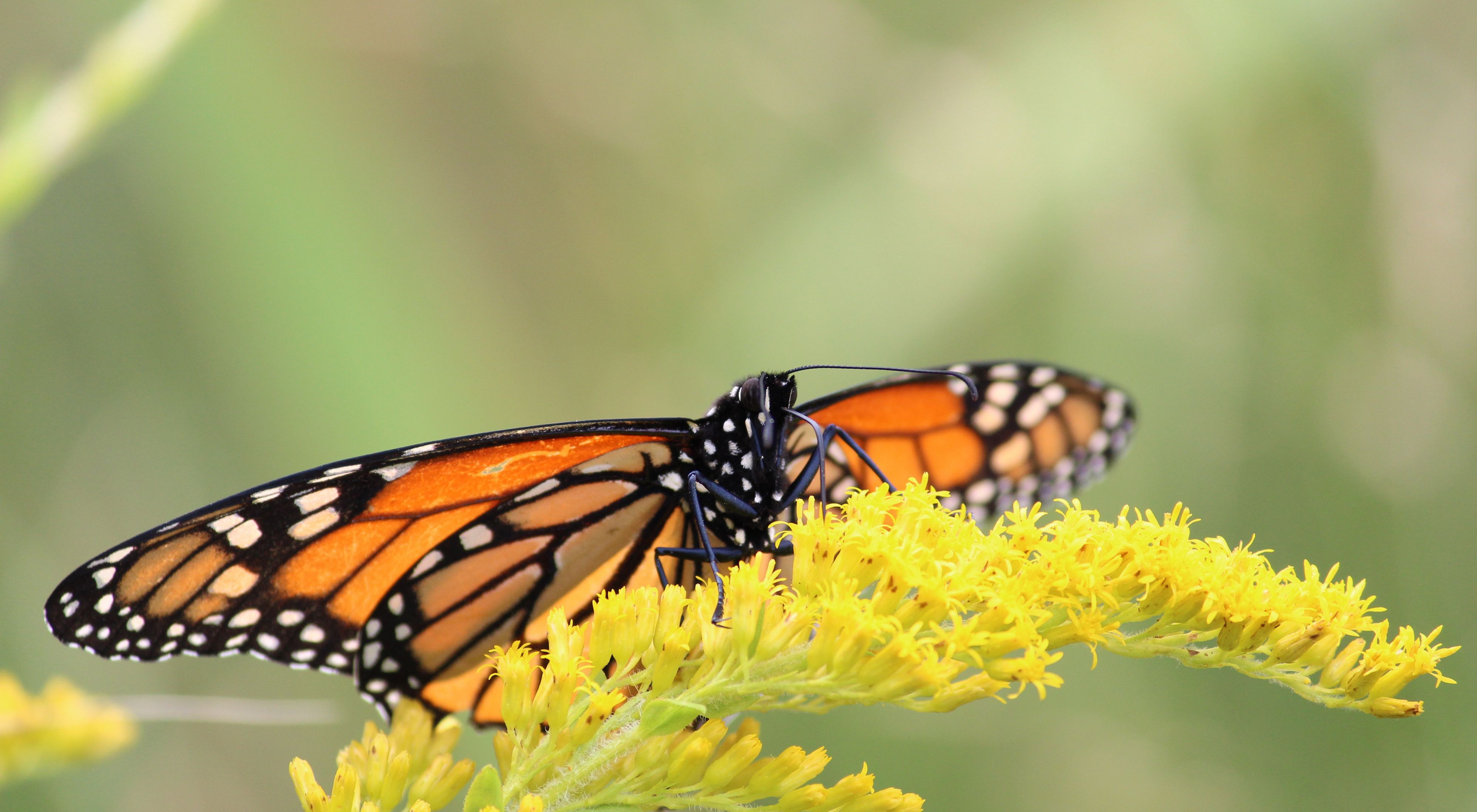 Close-up of a monarch butterfly on a yellow plant.