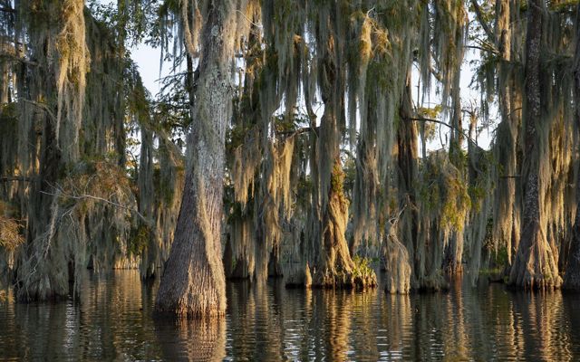 Cypress rise out of the water as light passes through their crowns of Spanish moss.
