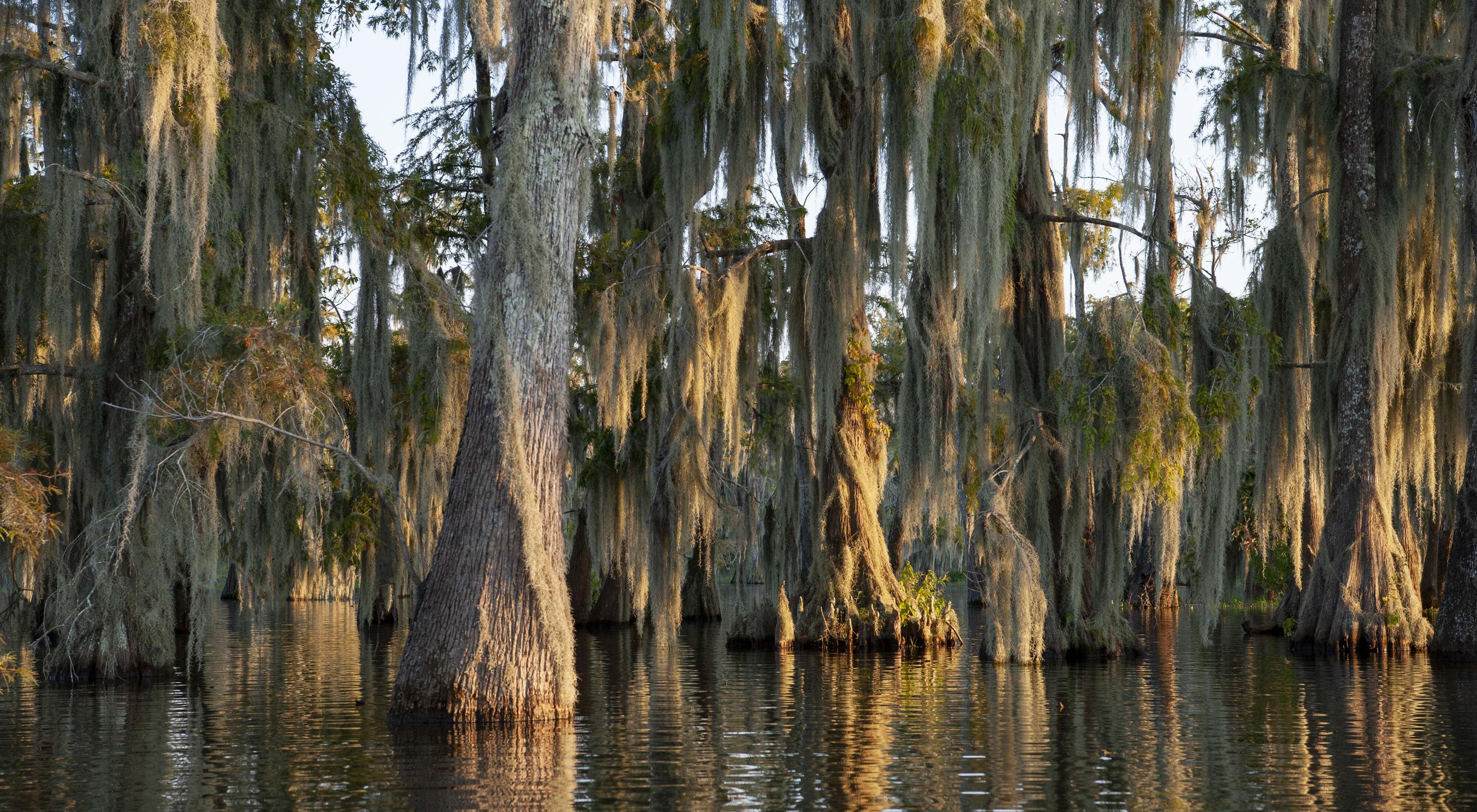 Tall cypress trees draped in dangling moss emerge from calm waters.