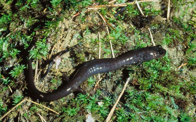A red hills salamander, a small lizard-like animal, stands on moss and lichen and ferns.