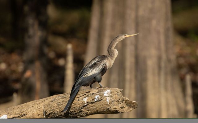 An anhinga sits on a log with a cypress in the background.
