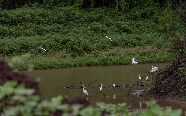 White birds fly among the trees over the water in the Mississippi.