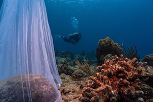  A diver swims by coral and spawning net.