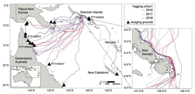 Map using GPS coordinates showing the migration of tagged hawksbills after nesting in the Solomon Islands.