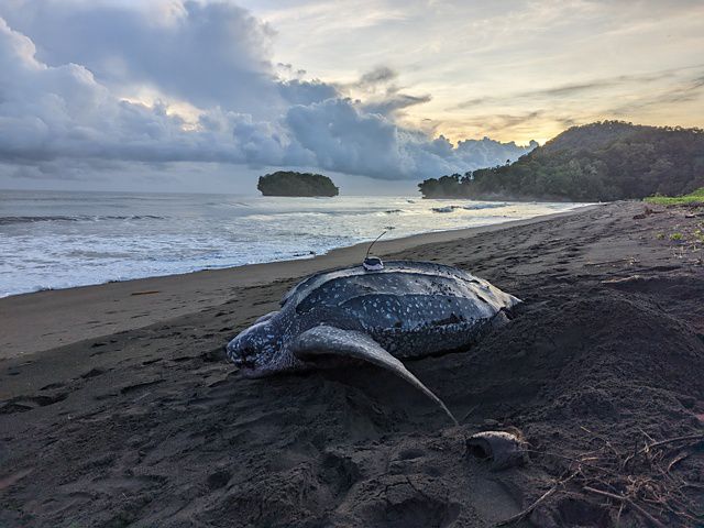 Tagged leatherback nesting on a beach in the Solomon Islands.