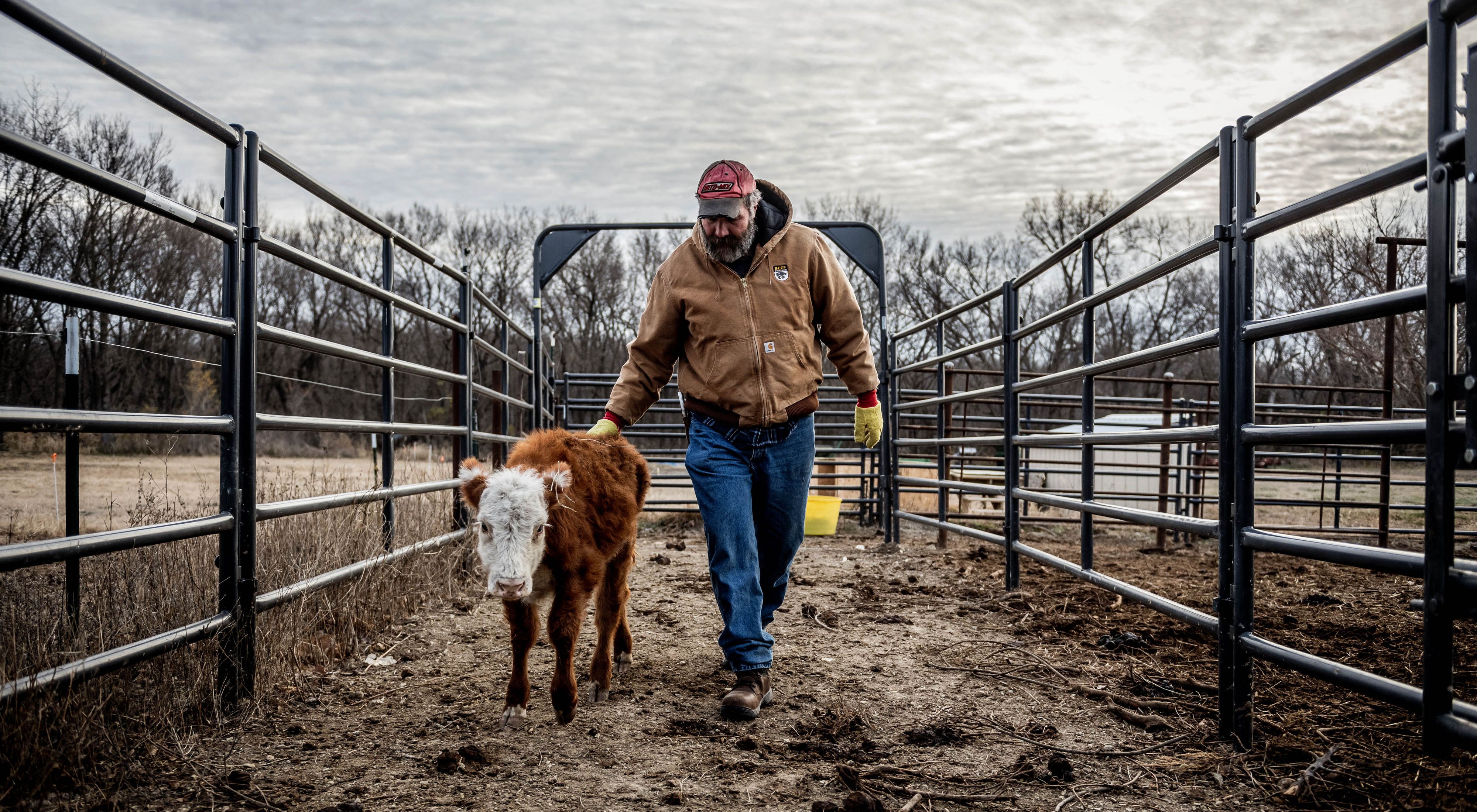 a man walks beside a calf in a farm pin