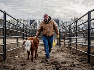 a man walks beside a calf in a farm pin