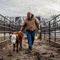 a farmer walking side by side with a calf on a farm.