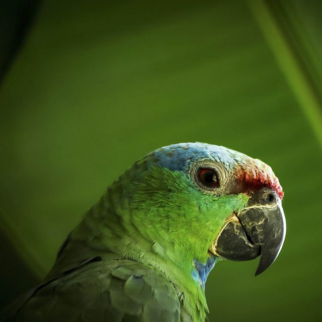 A red-browed parrot in the Amazon rainforest