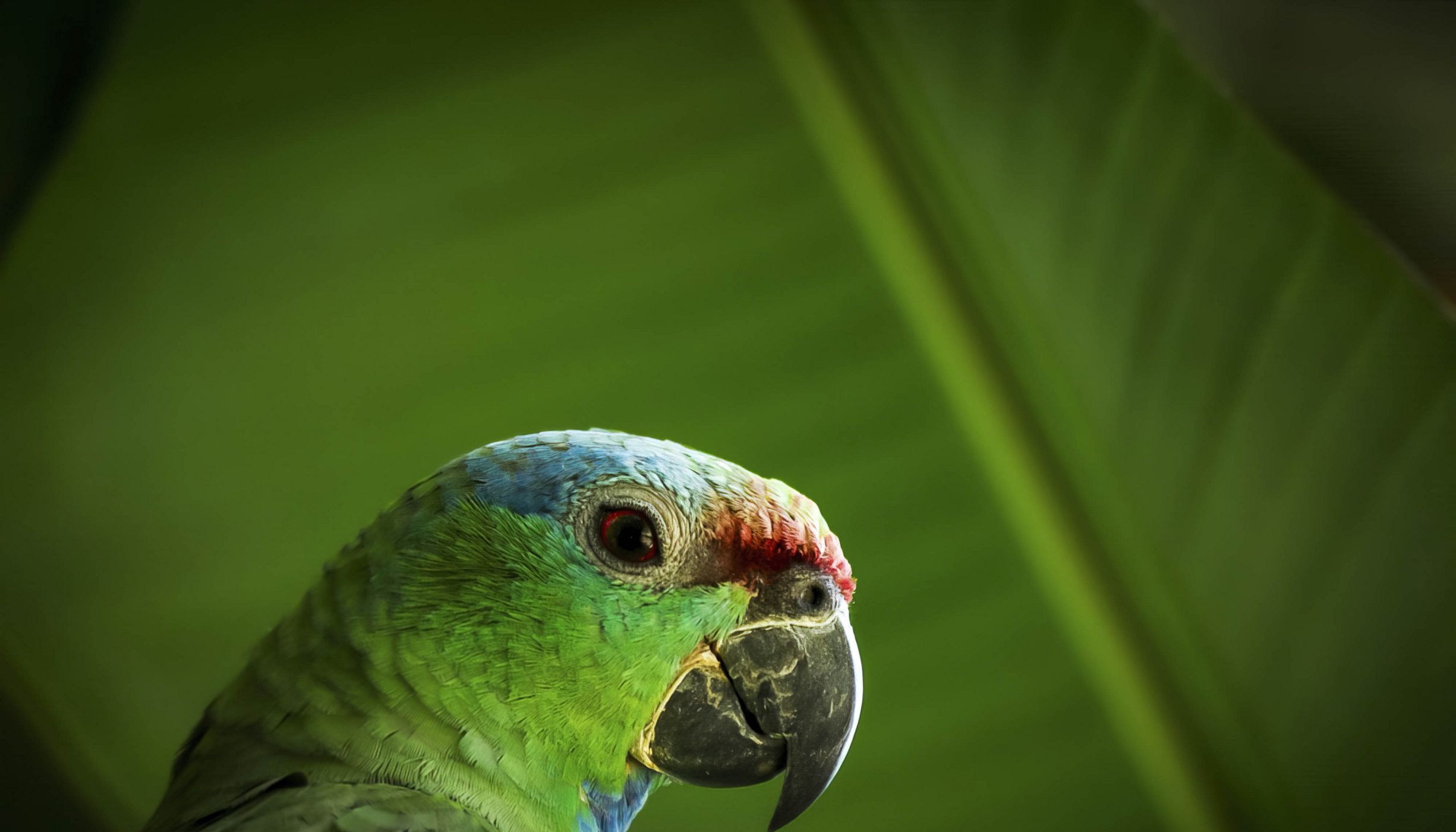 A red-browed parrot in the Amazon rainforest
