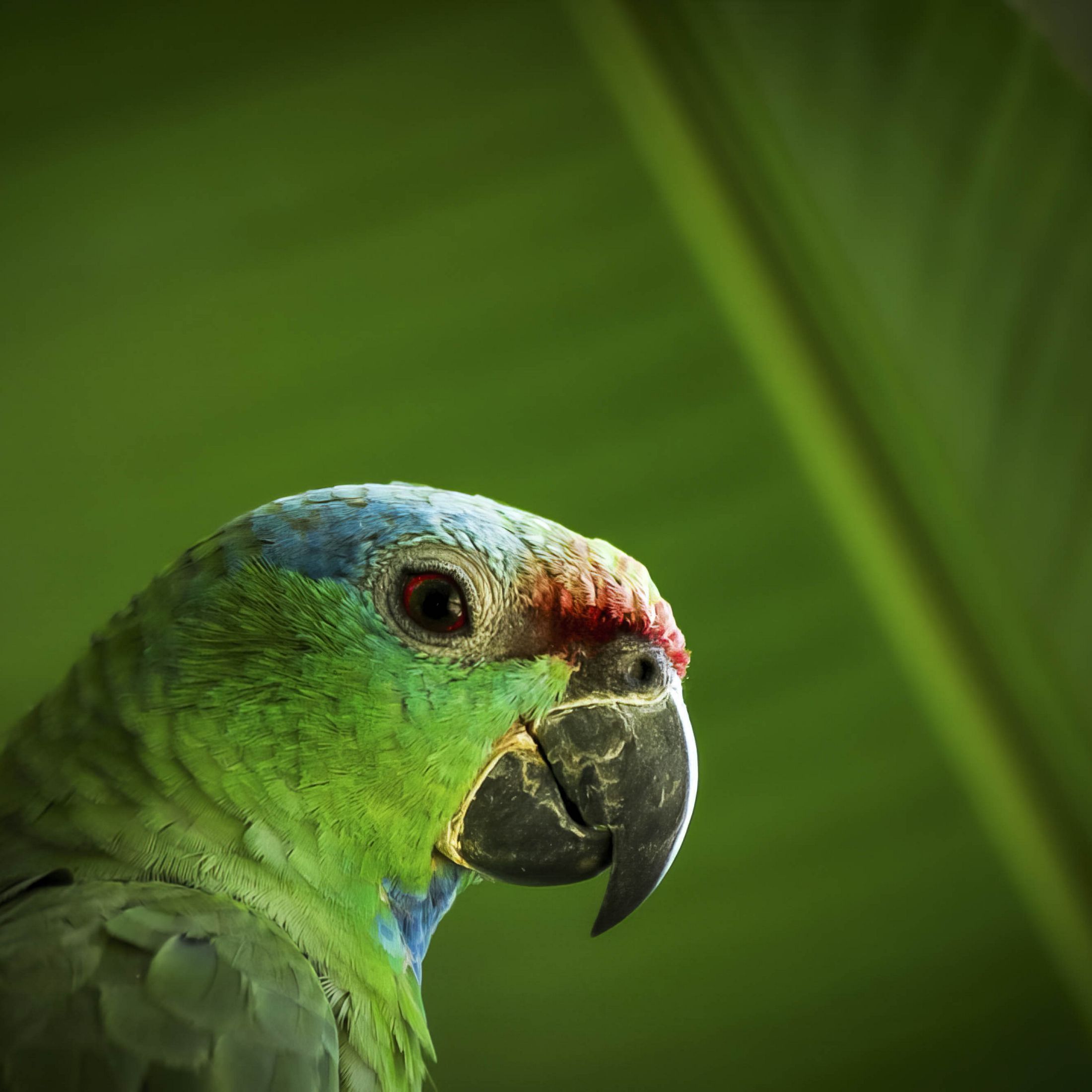 a close up of a red-browed parrot