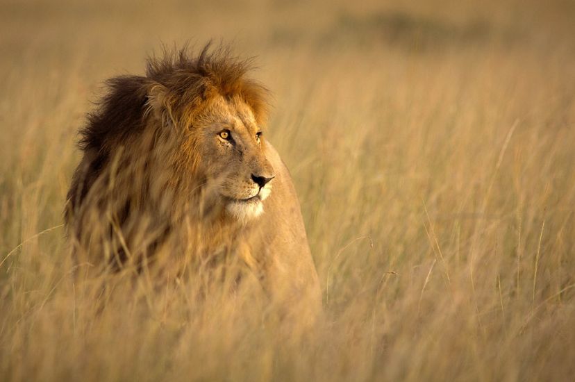 Un león macho se encuentra en la hierba alta
