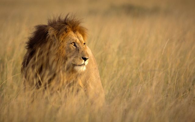 A male lion stands in tall grass