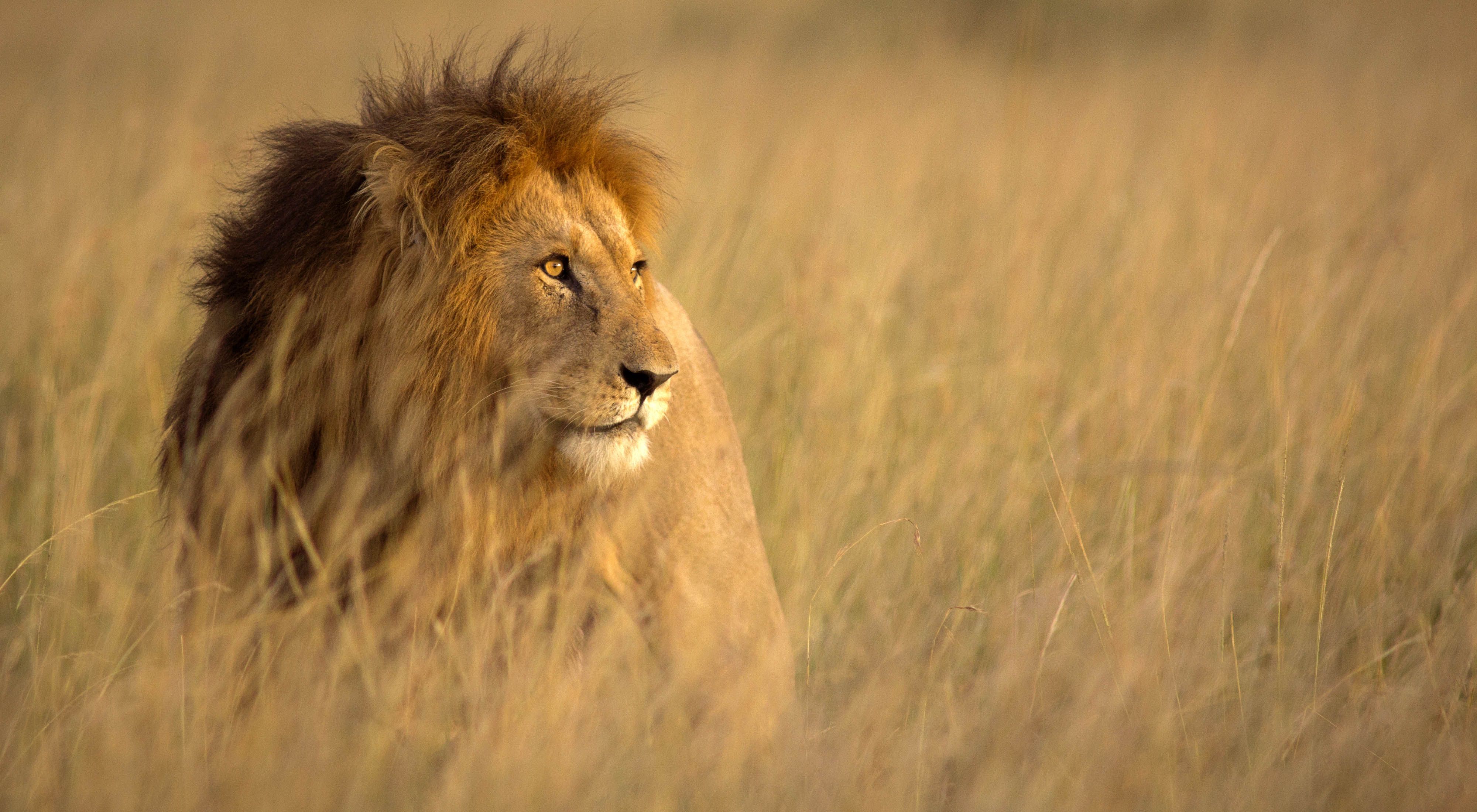 Un león macho de gran tamaño rodeado de hierba alta y con la cálida luz del atardecer en Masai Mara, Kenia. 