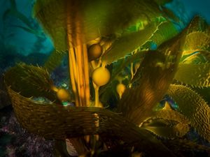 underwater kelp forest.