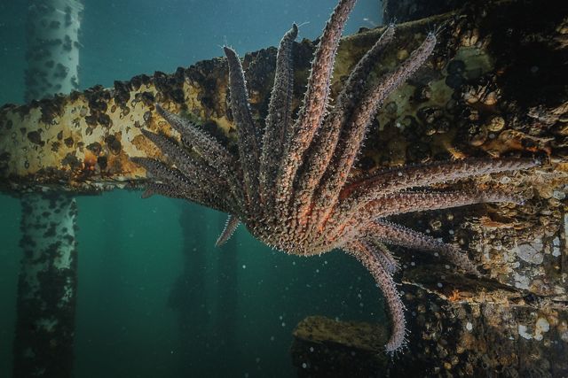 A many-legged sunflower sea star moves along the bottom of a dock.