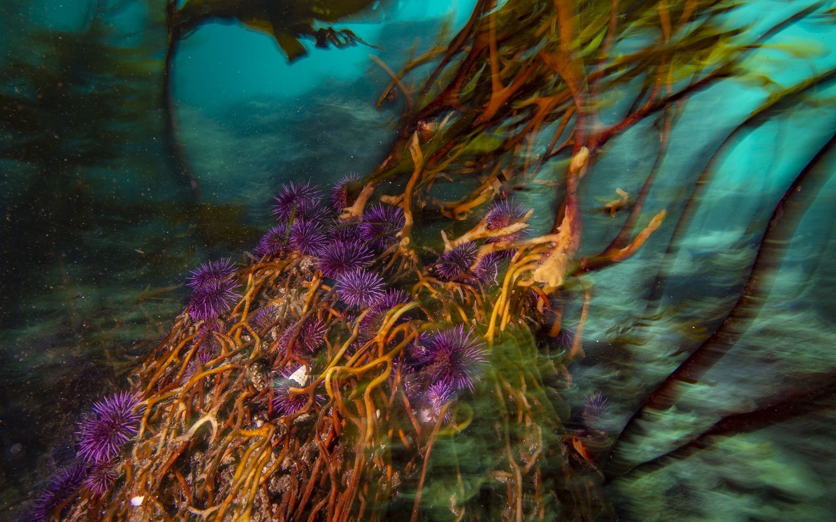 Purple sea urchins swarm kelp.