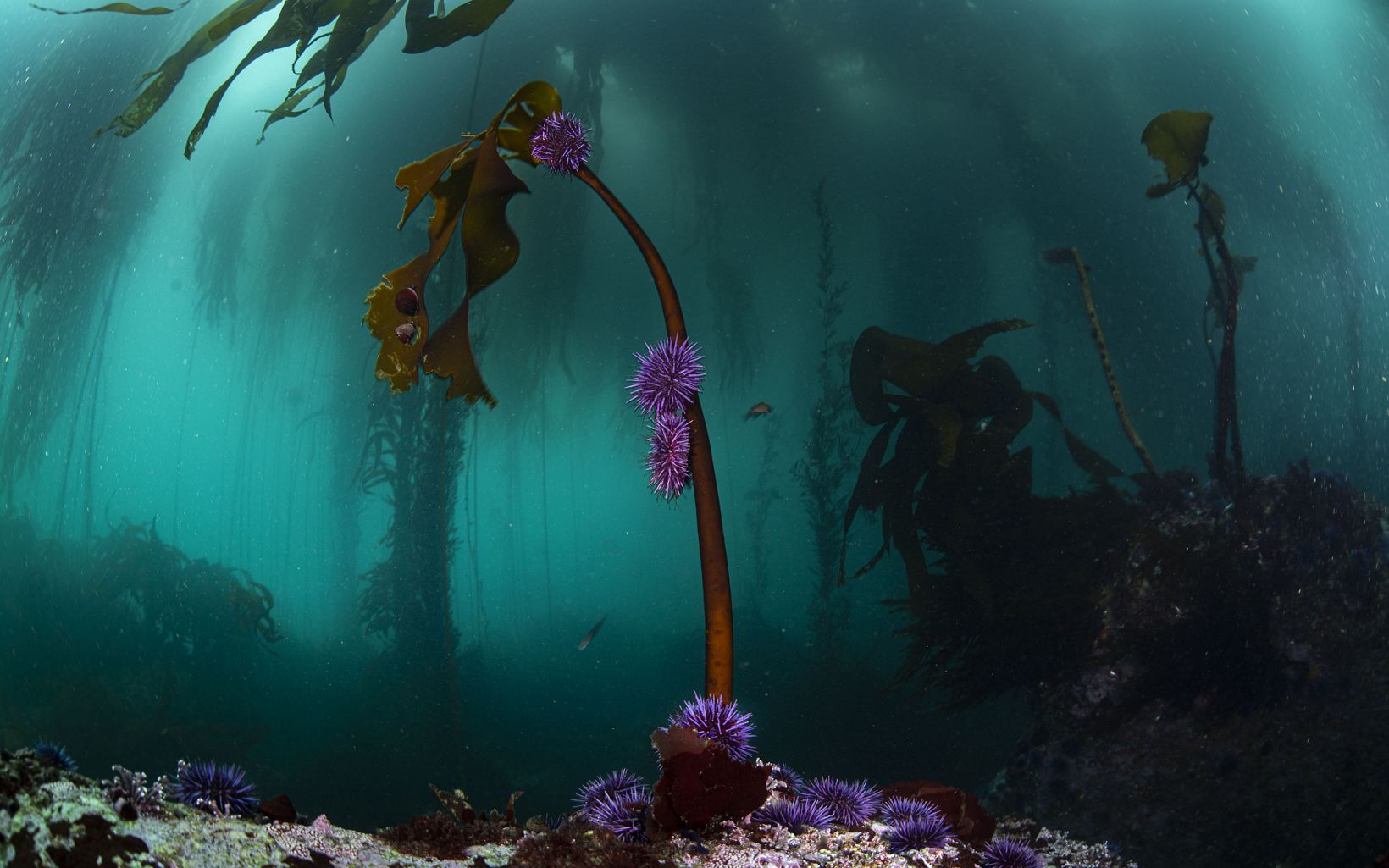 Purple sea urchins devour kelp.
