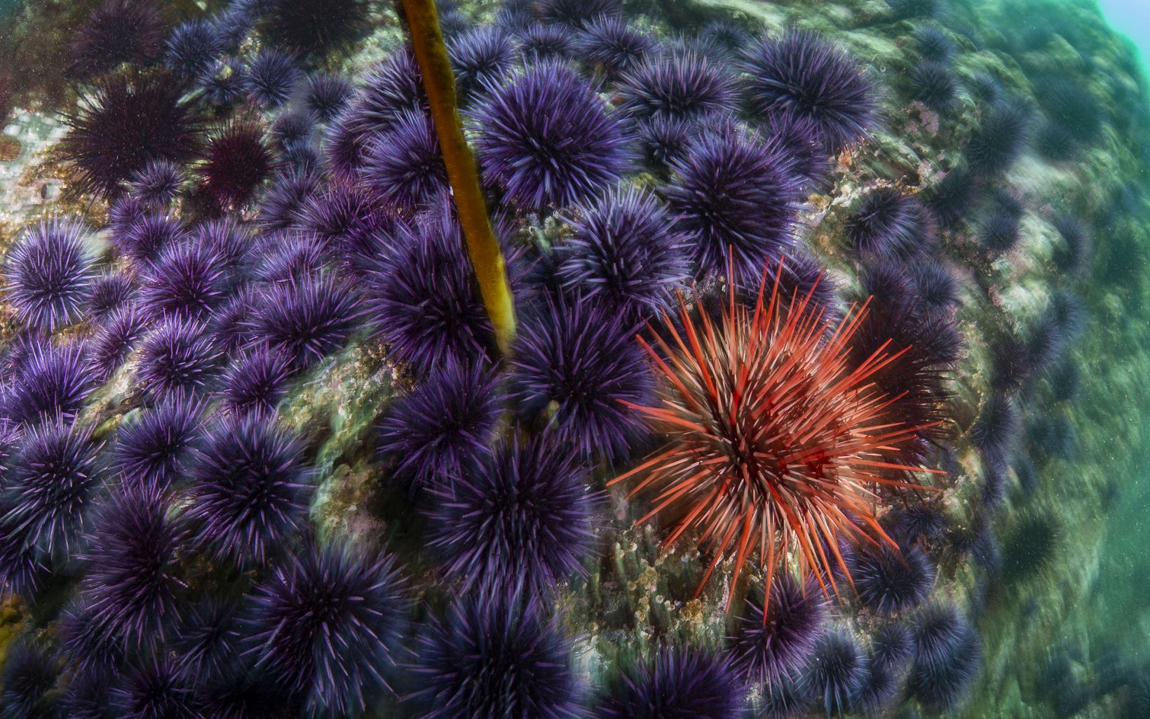 A red urchin is surrounded by purple sea urchins.