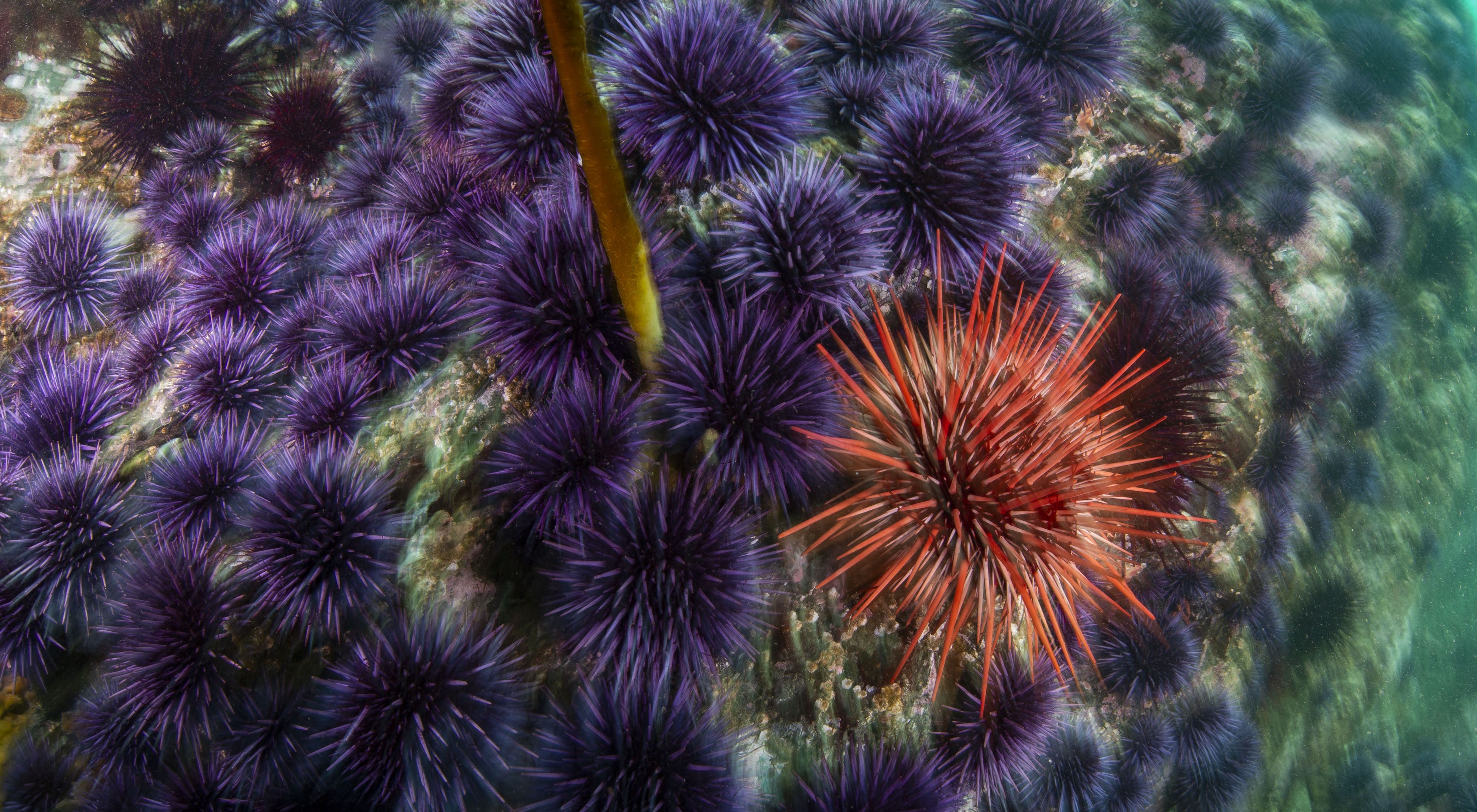 A red sea urchin is surrounded by purple urchins.