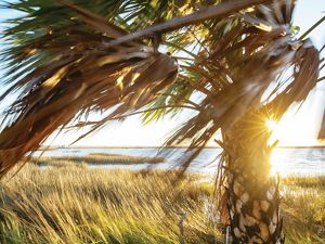Sun shines through a palm tree on the shores of the Gulf of Mexico.