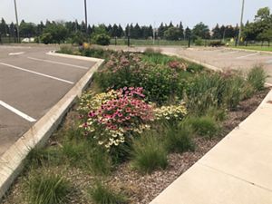 Brightly colored flowers grown in parking lot installation. 