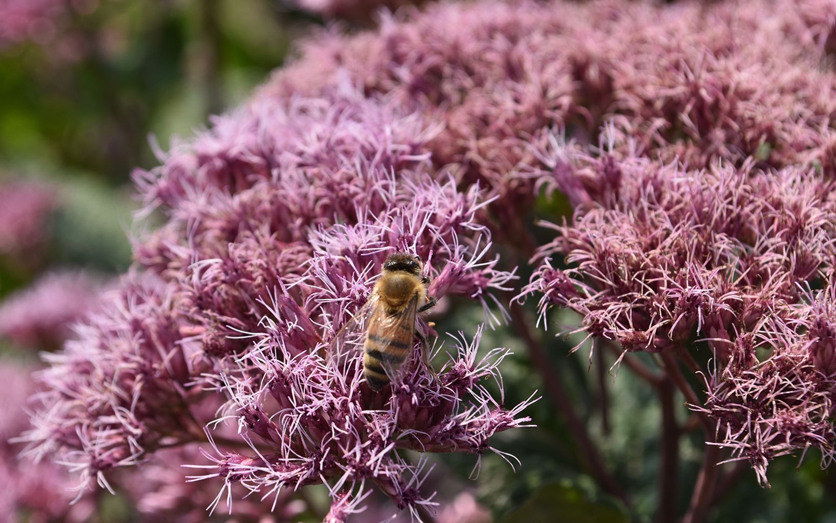 Bee Approved A bee lands on brightly colored flowers in the Sacred Heart green stormwater infrastructure retrofit. © Patrick Doran/TNC