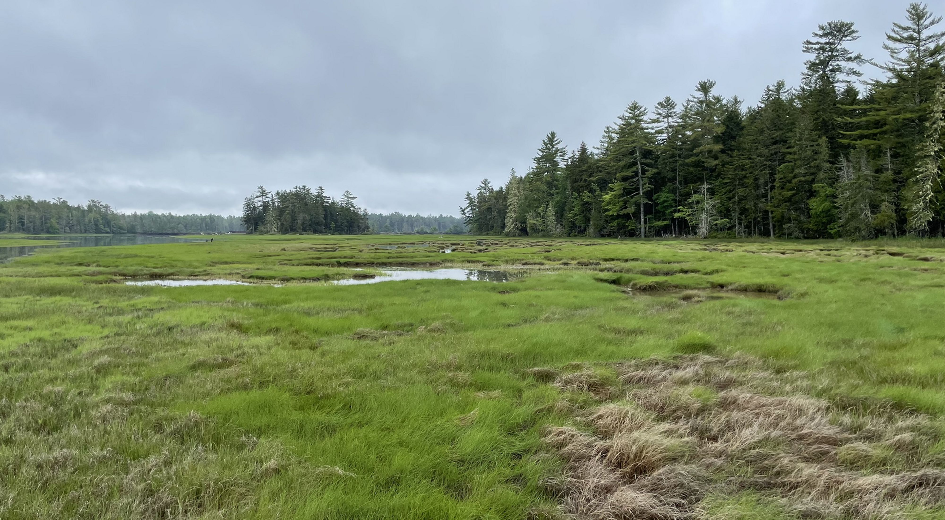 A view of a salt marsh with small forested islands.