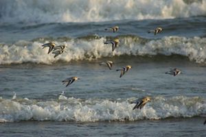 A small flock of brown birds with v-shaped wings flys low over the surf. 