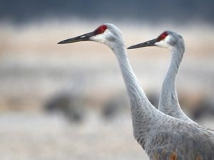 Two adult sandhill cranes in profile.